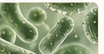 Probiotics